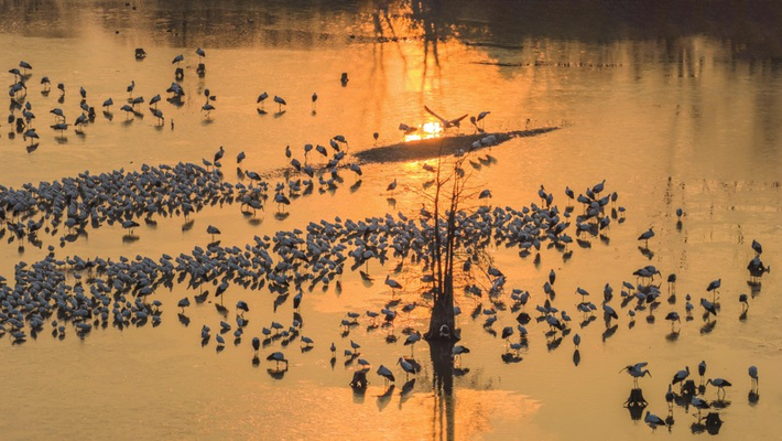 江苏兴化：湿地候鸟蹁跹绘就生态图景