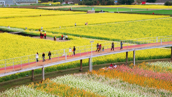 成都：五彩油菜花进入盛花期 市民邂逅春日浪漫