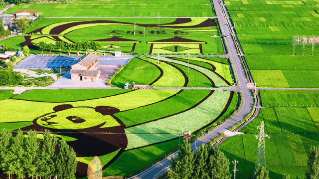 四川崇州巨型稻田画绘出天府粮仓丰收画卷