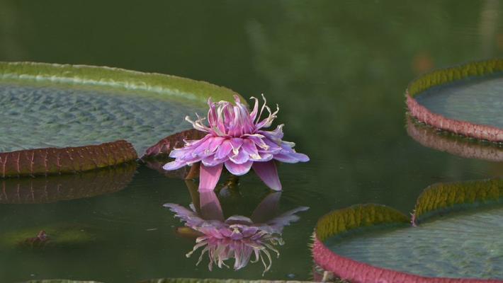 国家植物园王莲开花