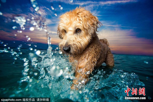 治愈！英国年度狗狗摄影师获奖作品发布