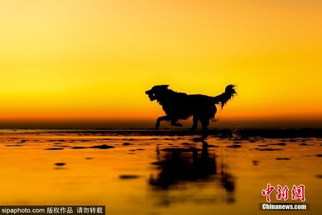 治愈！英国年度狗狗摄影师获奖作品发布