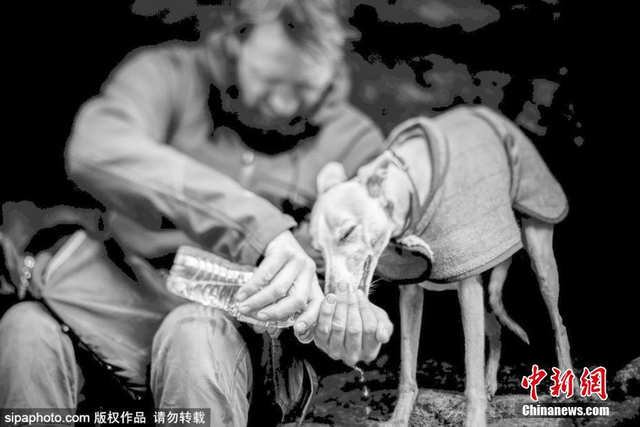 治愈！英国年度狗狗摄影师获奖作品发布