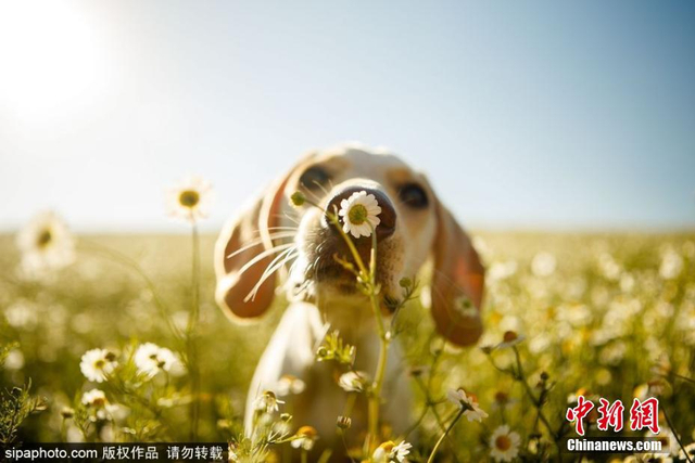 治愈！英国年度狗狗摄影师获奖作品发布