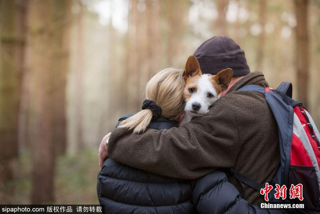 治愈！英国年度狗狗摄影师获奖作品发布
