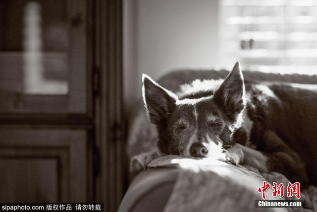 治愈！英国年度狗狗摄影师获奖作品发布