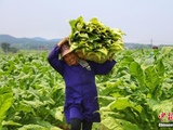 鸟瞰江西“烟叶第一村” 千亩烟田细密如指纹
