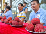 海口“荔枝王”大比拼 最大单果超鸡蛋