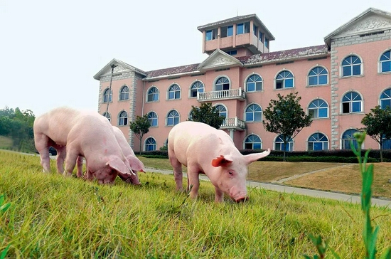▲ 湖南省通过联合育种机制自行繁育的生猪 湖南省畜牧水产事务中心供图