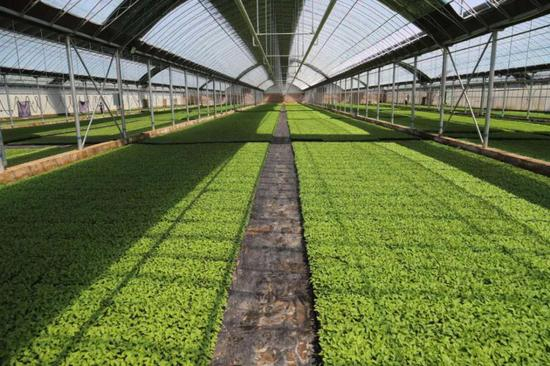 ↑鄂前旗智能温室育苗大棚