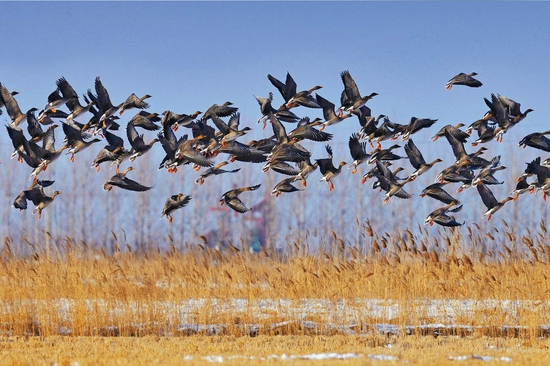  在自然保护区里拍摄的豆雁群（资料照片）。