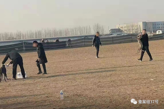 ▲每局结束，主人用矿泉水给狗漱口、补水。新京报暗访调查组 摄