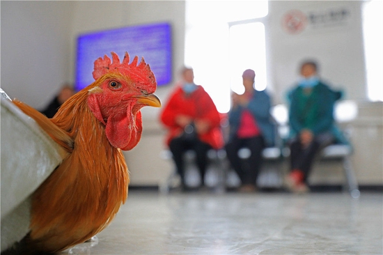 1月15日，在辽宁省凤城市石城站，农民带着准备售卖的鸡在候车室休息。新华社记者 杨青 摄