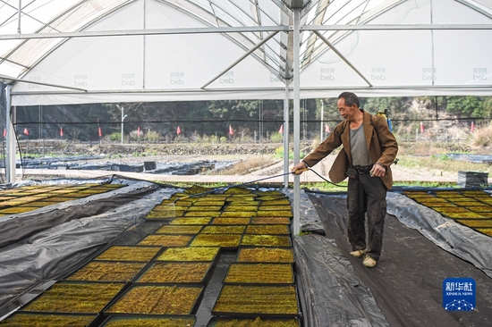 在浙江省景宁畲族自治县毛垟乡苔藓种植基地的大棚内，村民为苔藓喷洒营养液（2021年2月24日摄）。新华社记者 江汉 摄