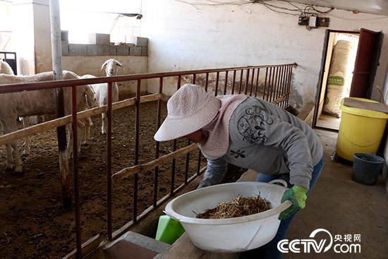 冉继萍正在收拾食槽，准备喂羊。