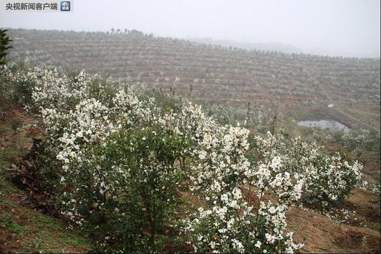 △油茶果成熟要经历五个季节，经常呈现花果同树的景象，当地人称为“抱子怀胎”。除了观赏，油茶花还是很好的蜜源。（央视记者张晓鹏拍摄）