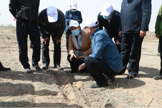 ↑布仁其木格查看昂素镇柠条种植情况