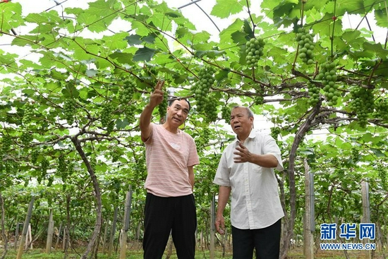 科技特派员谢福鑫（右）在福建省南平市建阳区考亭村一处葡萄园里指导果农（5月27日摄）。新华社记者 林善传 摄