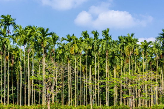 海南槟榔树。图/图虫创意