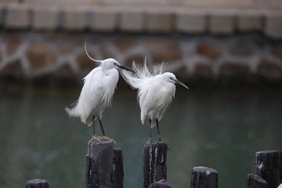  筼筜湖白鹭。人民网记者 陈博 摄