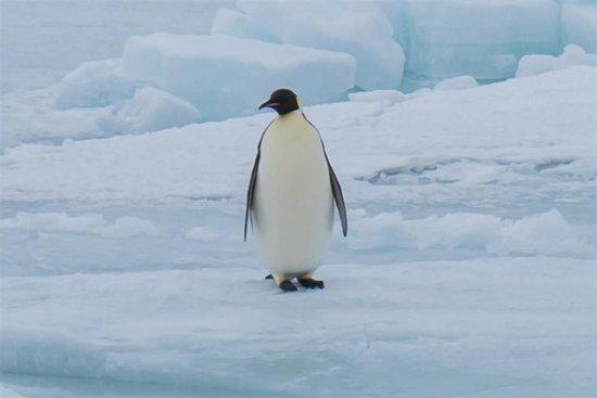 禽流感病毒正在南极洲大规模传播，已蔓延数月，企鹅生存面临威胁