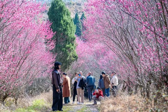 近日，游客在武义县塘齐村赏梅。近年来，当地利用闲置地块种植红梅，扮靓乡村颜值，带动农特产品销售、民宿经济发展 图源：潮新闻客户端