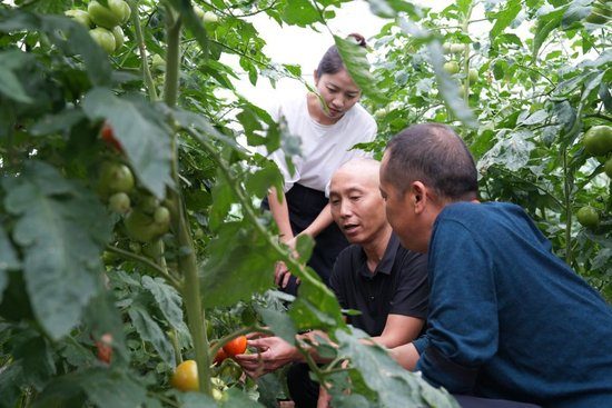 近日，在枫香镇工作的潘克刚（中）在花茂村了解集体经济发展情况。新华社发（刘瑛 摄）