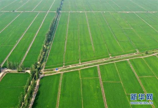 这是盘锦市盘山县胡家镇农民张海涛的稻蟹水田（7月21日摄，无人机照片）。新华社记者 姚剑锋 摄
