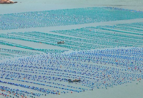 这是2026年4月2日在福建省福州市连江县定海湾拍摄的鲍鱼、生蚝等海产品养殖区（无人机照片）。新华社记者 林善传 摄