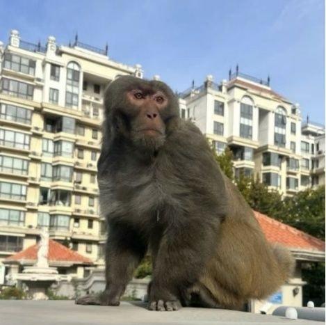 动物专家：猴子可能系有人饲养后逃逸 提醒发现猴子应及时向相关机构报告