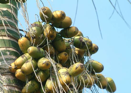 槟榔青果 图片来源：资料图片
