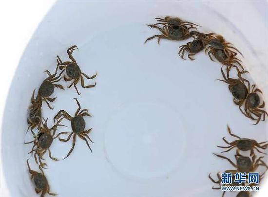 这是盘锦光合蟹业有限公司稻蟹共生实验田里纽扣般大小的河蟹。这批河蟹将在当年秋季和第二年秋季迎来收获（7月16日摄）。新华社记者 姚剑锋 摄