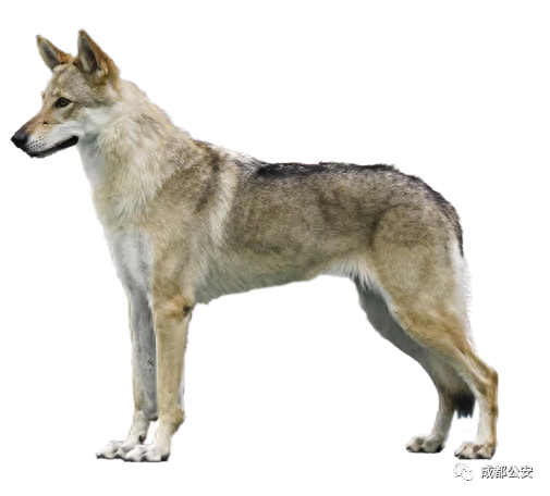  成都曾修订禁养犬目录明确35种犬禁养，包含捷克狼犬，图为捷克狼犬品种图例。图/成都公安