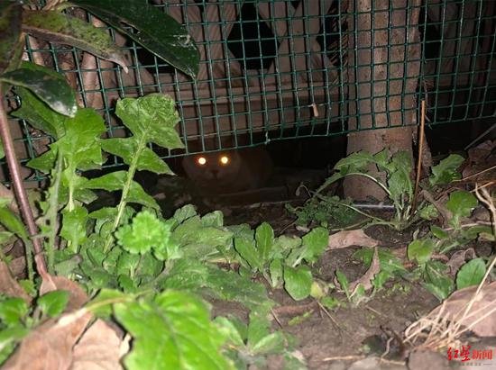  ▲躲在角落里的走失猫咪