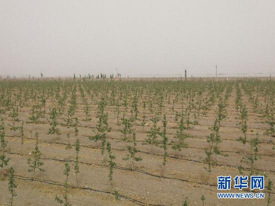 王小平经营的苹果种植基地。新华社记者江宥林 摄