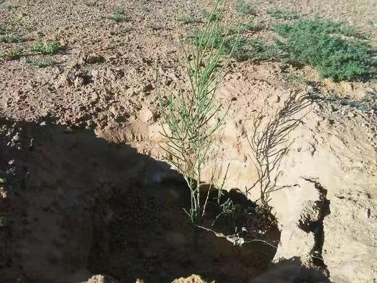  刚刚发出嫩芽的梭梭树。受访者供图