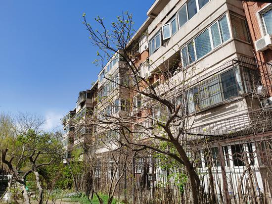  春临北大畅春园。澎湃新闻记者 王诤 摄