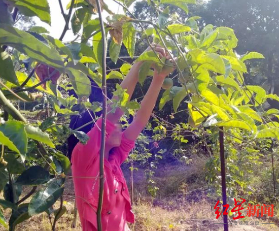 ▲“百香果女孩”杨晓燕 受访者供图