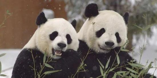 “美香”和“添添”。/图片来自美国国家动物园推特