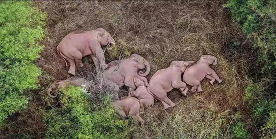  北迁亚洲象群在昆明林中休憩。