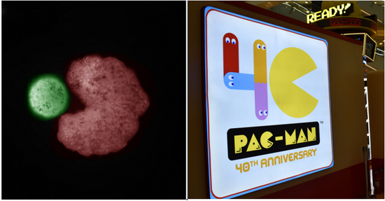  ▲Xenobots一点不像人。它长得非常像“吃豆人”。AI设计的吃豆人形状的“母体”生物（红色），旁边是被压缩成球状的干细胞——“后代”（绿色）。图/IC Photo