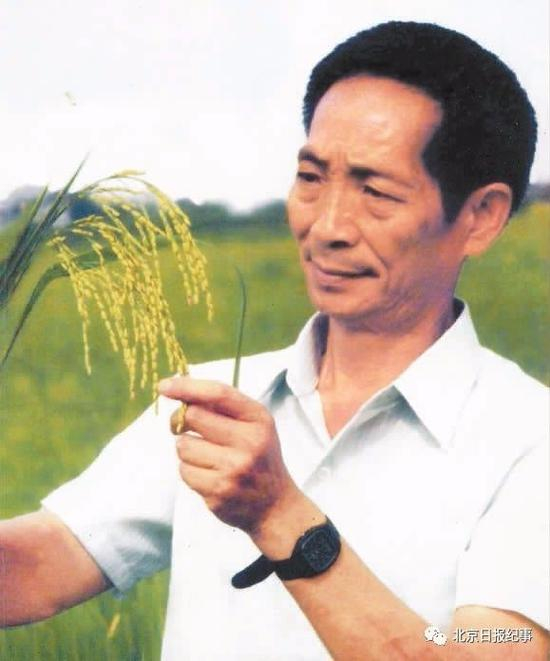  袁隆平在观察杂交水稻。