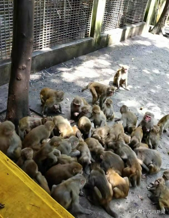 △开园首日抢食物的猴子 图|受访者提供