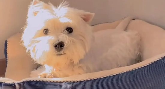  ▲西高地犬Papi 受访者视频截图