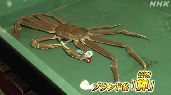 日本NHK电视台报道截图