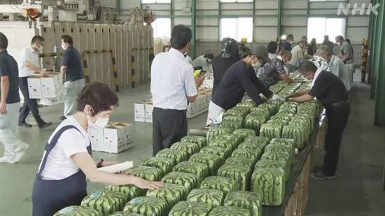  日本农户在给“方形西瓜”贴标签（视频截图）