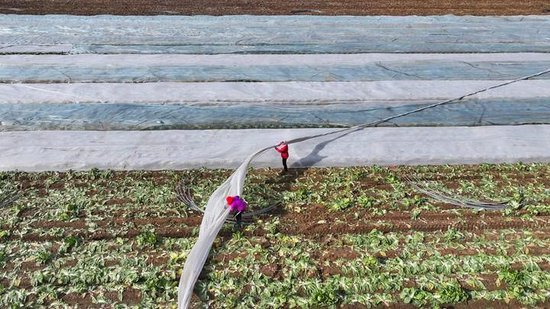 △2025年12月11日，山东东营广饶县，农民为作物覆盖防寒无纺布。