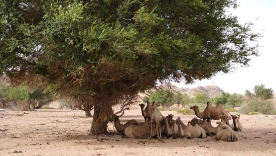 榆树（梁衡 摄）