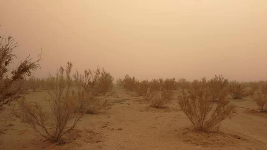  沙尘暴中的梭梭树。受访者供图。