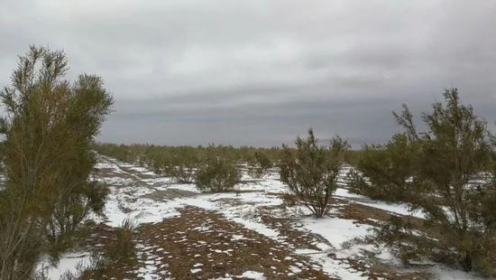 冬天的梭梭林。受访者供图。